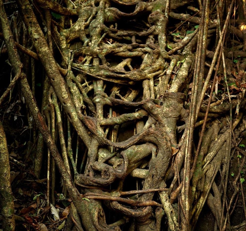 What does the wettest place on Earth look like, a town in the Indian state of Meghalaya