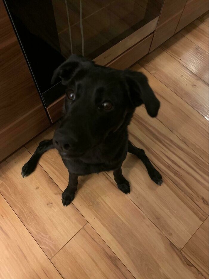 What fools: 20+ funny photos of dogs for the mood What fools: 20+ funny photos of dogs for the mood