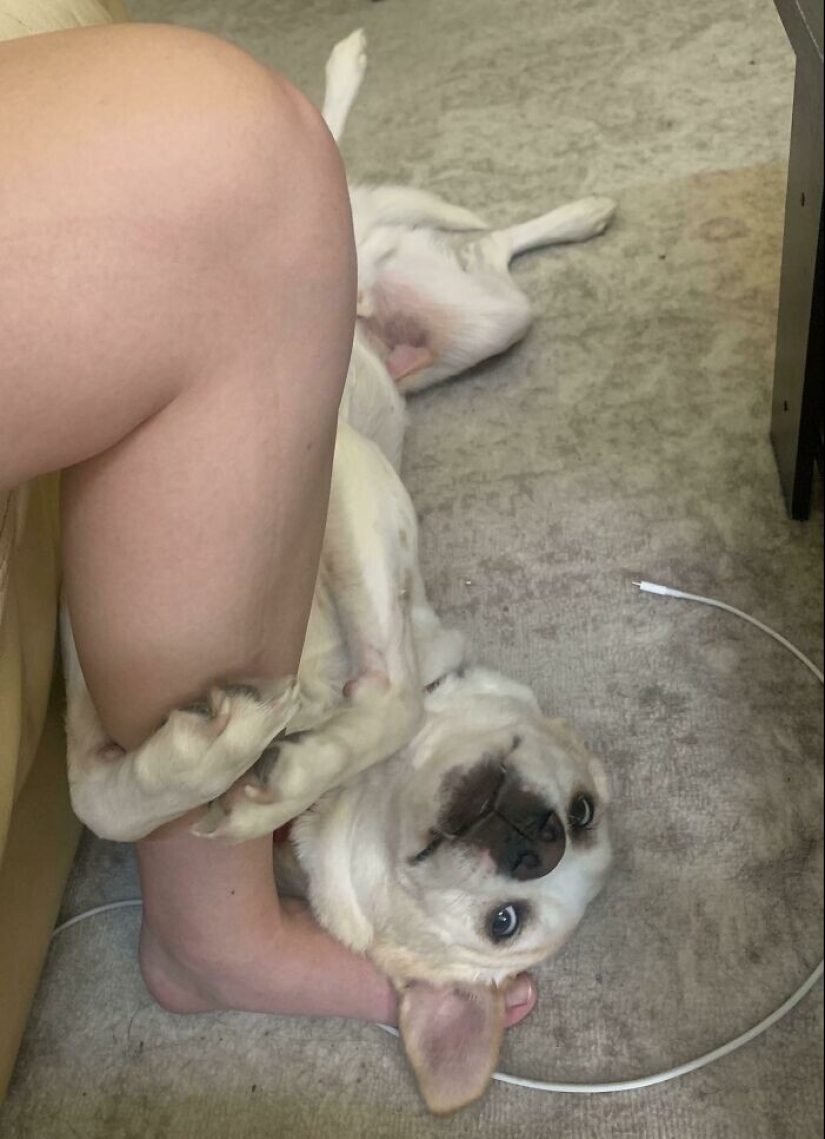What fools: 20+ funny photos of dogs for the mood What fools: 20+ funny photos of dogs for the mood