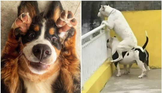 What fools: 20+ funny photos of dogs for the mood What fools: 20+ funny photos of dogs for the mood