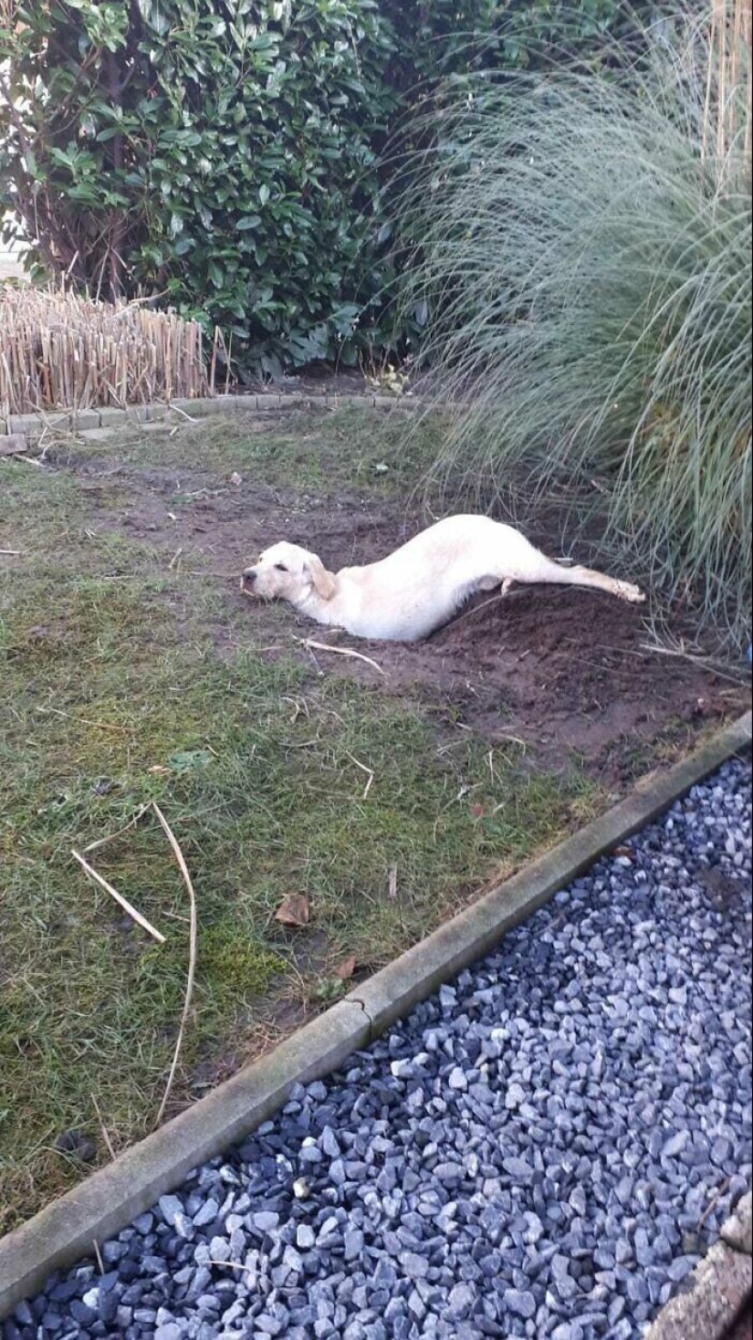 What fools: 20+ funny photos of dogs for the mood What fools: 20+ funny photos of dogs for the mood