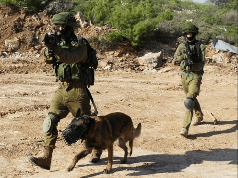 What is an "Oenothera" or How dogs serve in the Israeli army