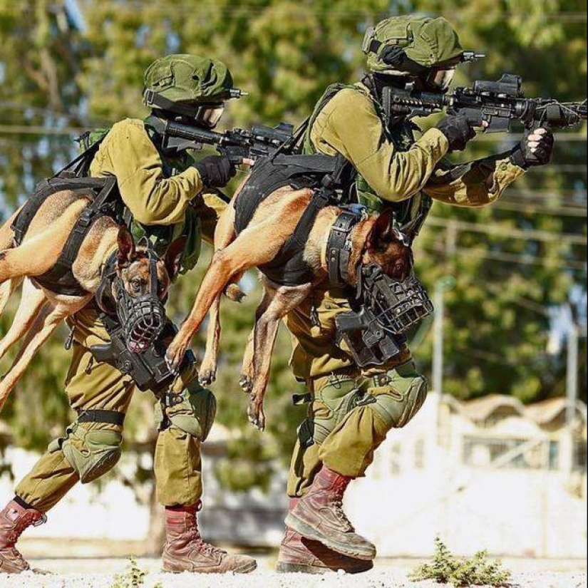 What is an "Oenothera" or How dogs serve in the Israeli army