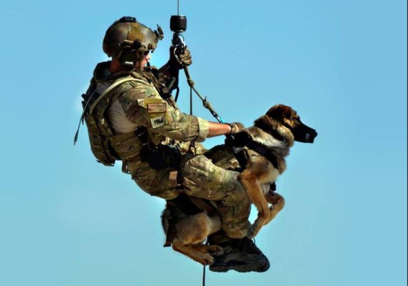 What is an "Oenothera" or How dogs serve in the Israeli army