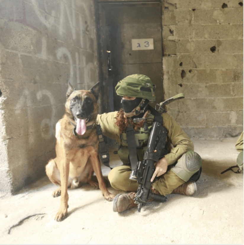 What is an "Oenothera" or How dogs serve in the Israeli army