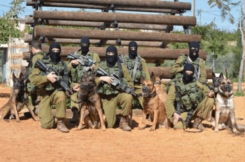 What is an "Oenothera" or How dogs serve in the Israeli army