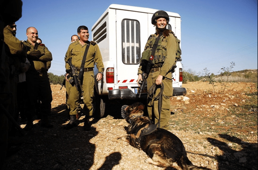 What is an "Oenothera" or How dogs serve in the Israeli army