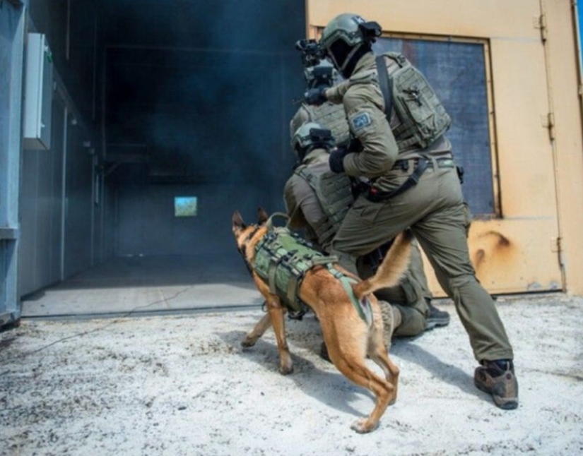 What is an "Oenothera" or How dogs serve in the Israeli army