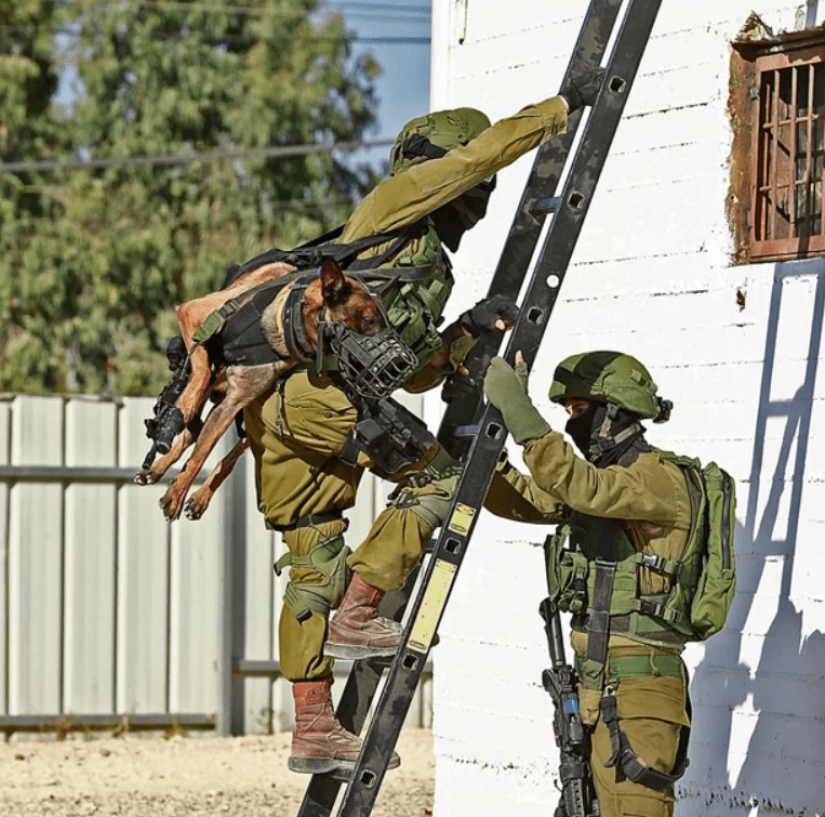 What is an "Oenothera" or How dogs serve in the Israeli army