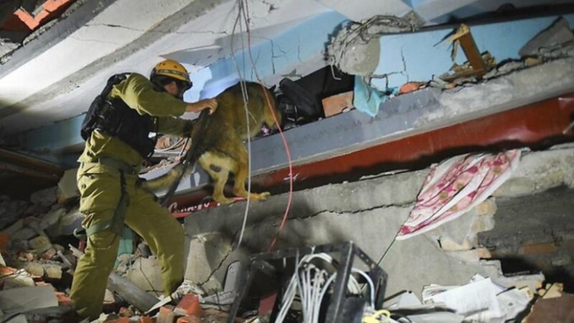 What is an "Oenothera" or How dogs serve in the Israeli army