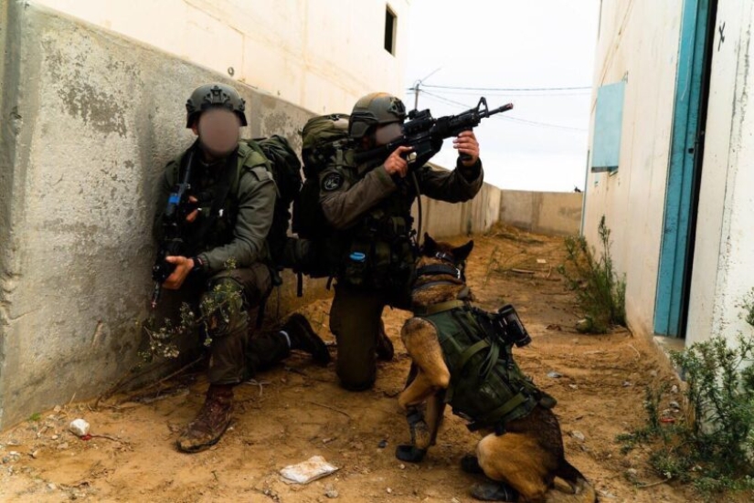 What is an "Oenothera" or How dogs serve in the Israeli army