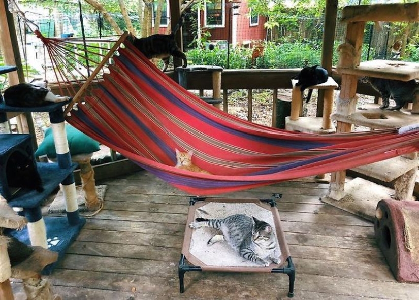 What is and is Koti, Playground for cats outdoors