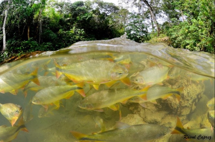 What is hidden under water: 34 incredible photos