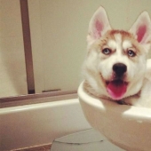 What is the dog doing when the owners are not at home What is the dog doing when the owners are not at home