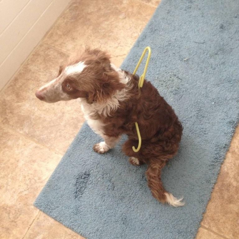 What is the dog doing when the owners are not at home