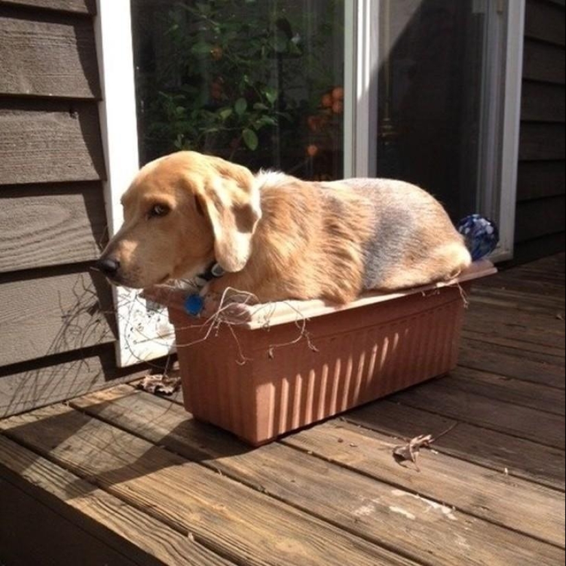 What is the dog doing when the owners are not at home