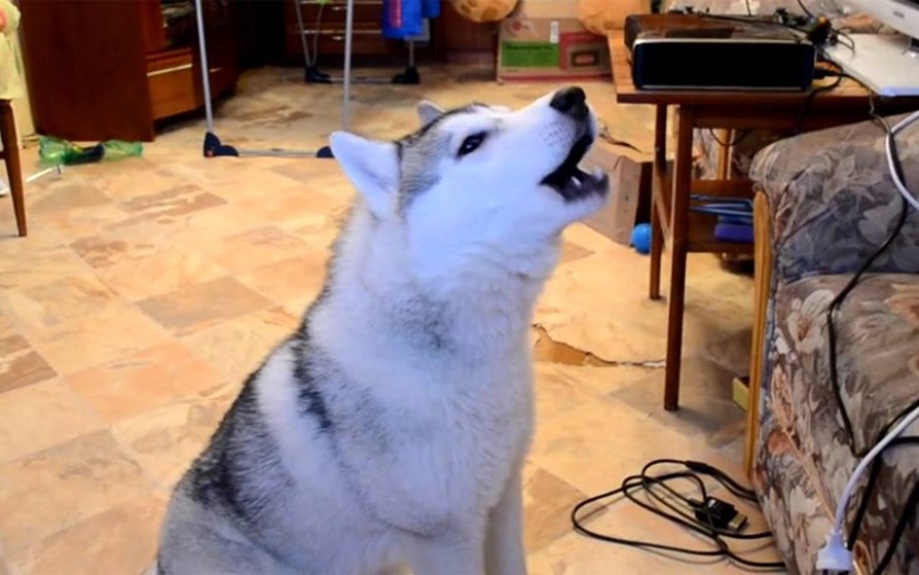 What is the dog talking to you about What is the dog talking to you about