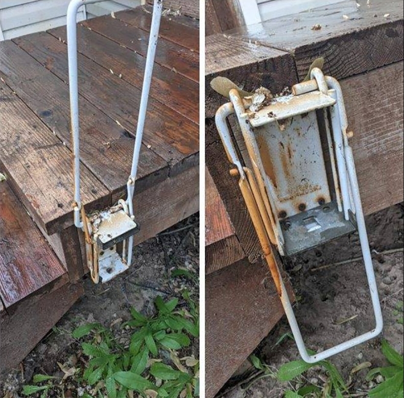 "What is this thing?": 20+ strange things that have misled Internet users