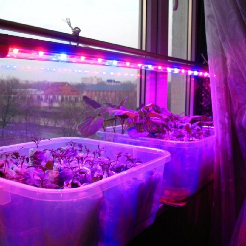 What lies behind the purple windows, or the collapse of another conspiracy theory