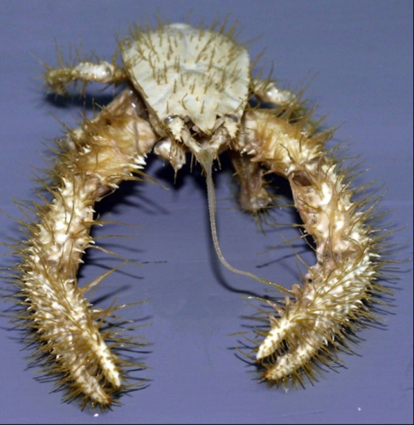 What the hell is that?! 20 photos depicting really strange things