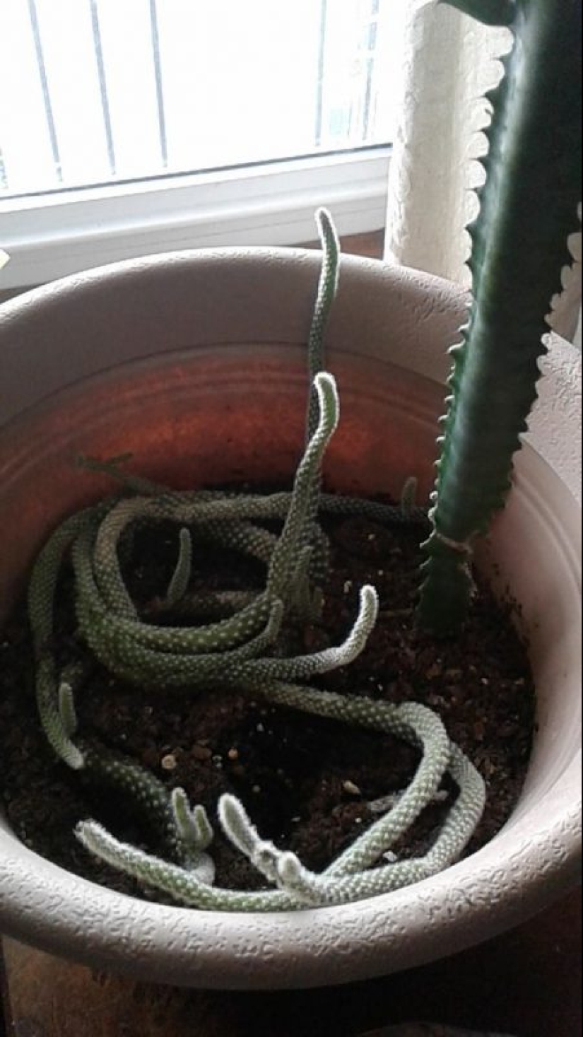 What the hell is that?! 20 photos depicting really strange things
