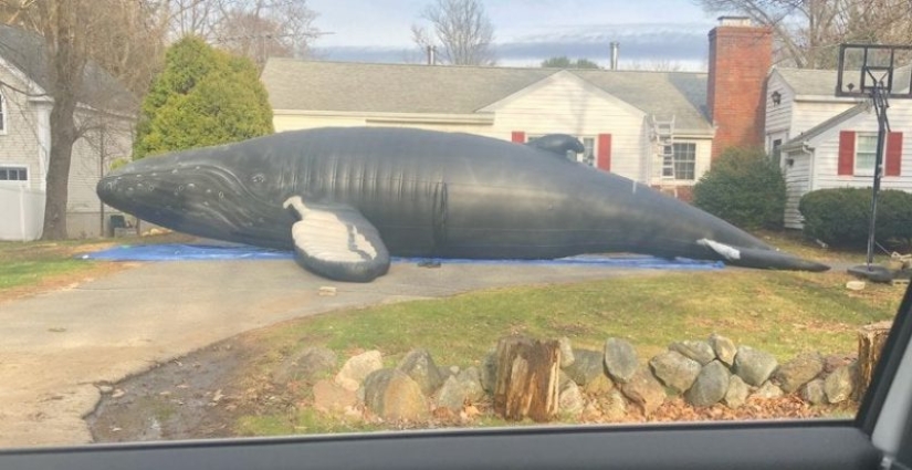 What the hell is that?! 20 photos depicting really strange things