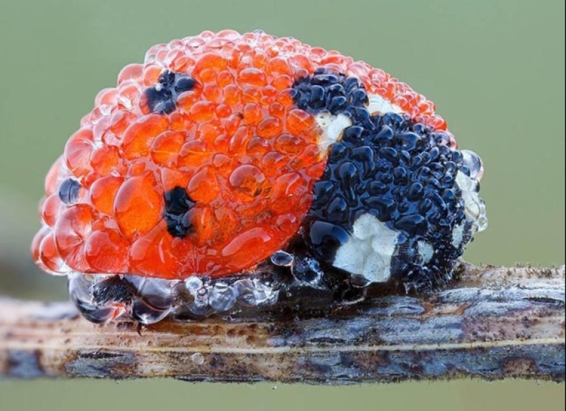 What the hell is that?! 20 photos depicting really strange things