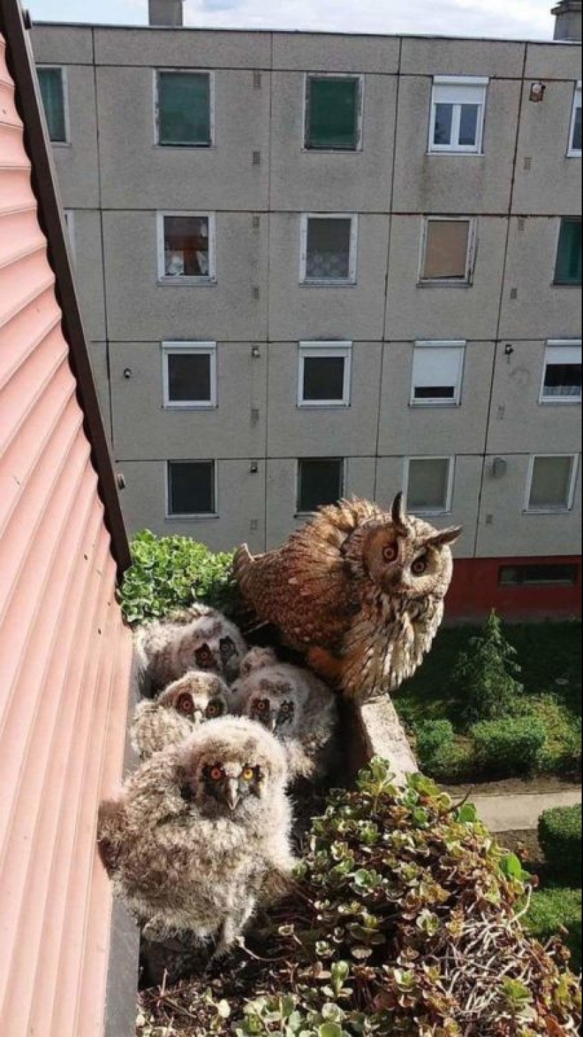 What the hell is that?! 20 photos depicting really strange things
