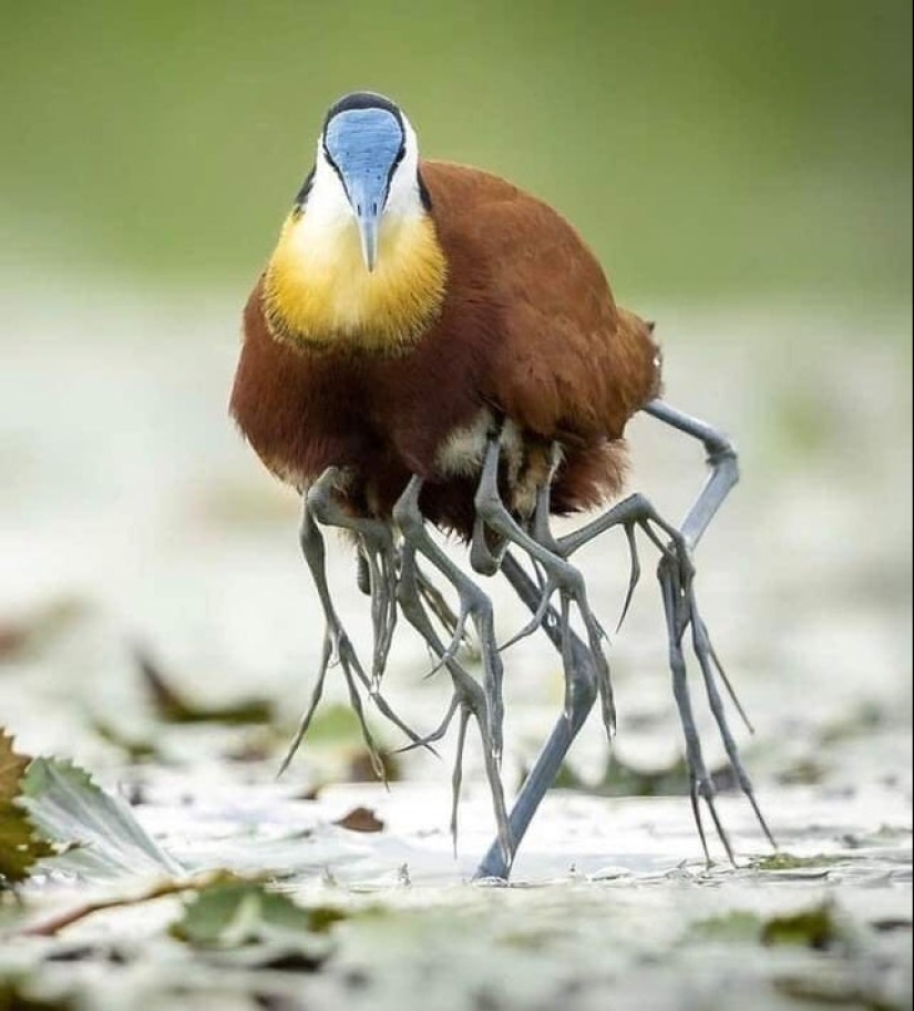What the hell is that?! 20 photos depicting really strange things