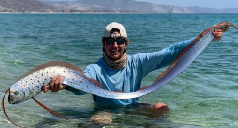 What the herring king looks like, able to predict a tsunami