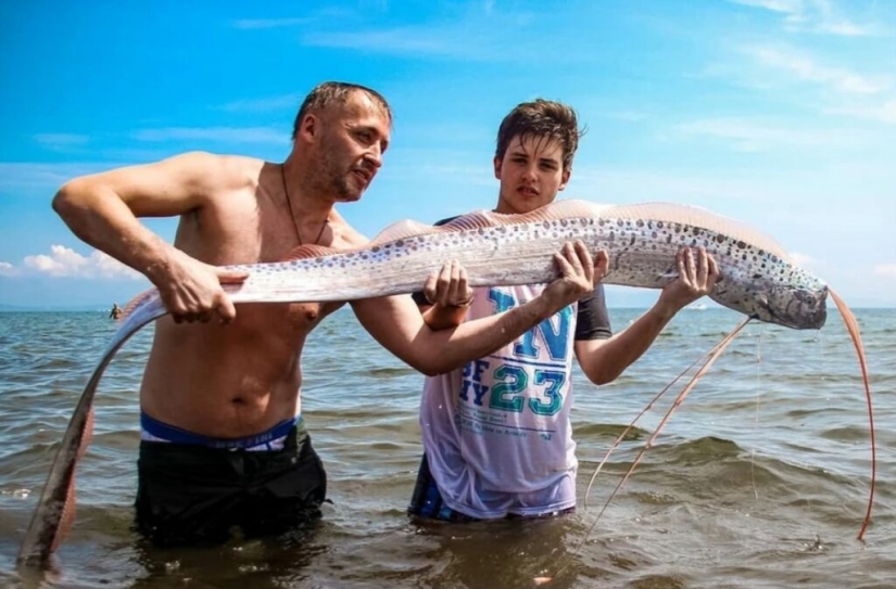 What the herring king looks like, able to predict a tsunami