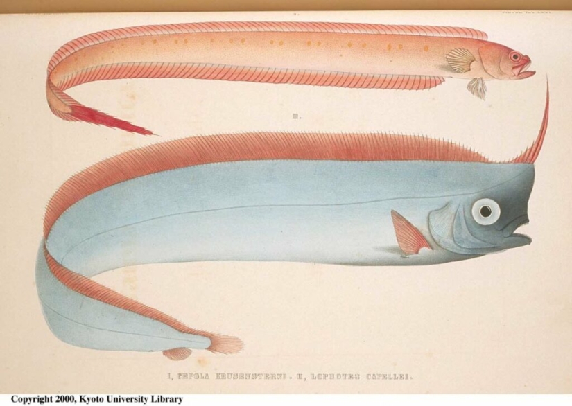 What the herring king looks like, able to predict a tsunami