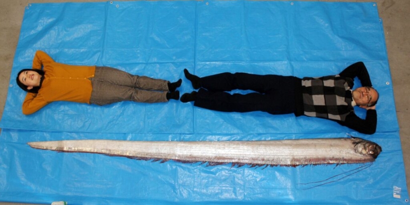 What the herring king looks like, able to predict a tsunami