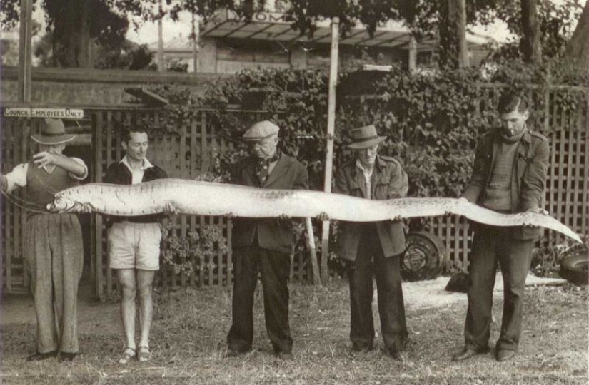 What the herring king looks like, able to predict a tsunami