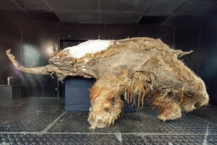 What the ice hides: 12 scary finds found in glaciers