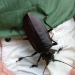 What the Titan woodcutter, the world's largest beetle, looks like