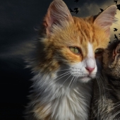 What will happen to our world if suddenly disappear all cats