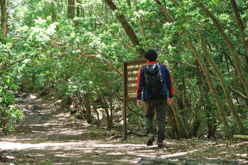 What's Hiding Behind Aokigahara: The Suicide Forest in the Heart of Japan
