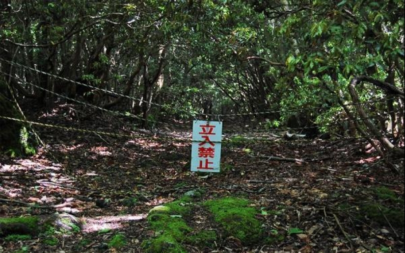 What's Hiding Behind Aokigahara: The Suicide Forest in the Heart of Japan
