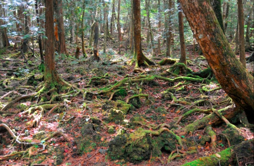 What's Hiding Behind Aokigahara: The Suicide Forest in the Heart of Japan