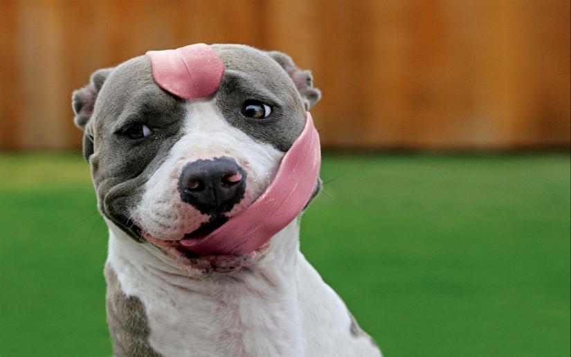 When the program "dog" failed and hung up: 15+ funny photos with pets