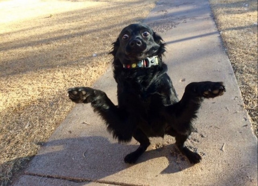 When the program "dog" failed and hung up: 15+ funny photos with pets