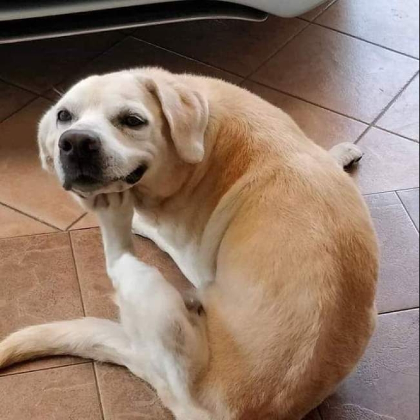 When the program "dog" failed and hung up: 15+ funny photos with pets
