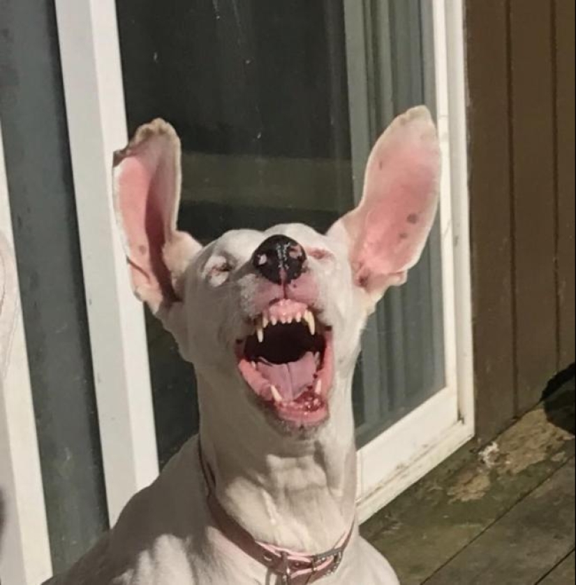 When the program "dog" failed and hung up: 15+ funny photos with pets