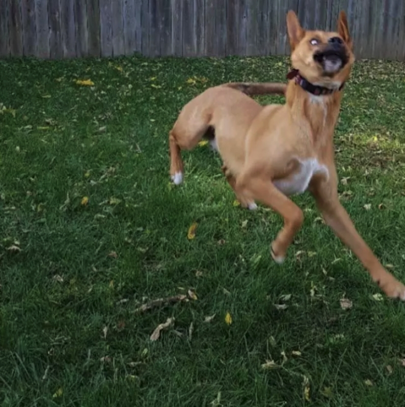 When the program "dog" failed and hung up: 15+ funny photos with pets