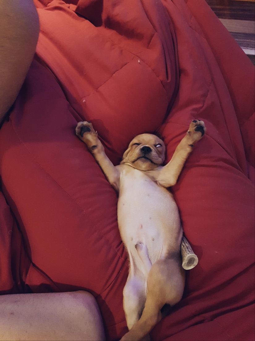 When the program "dog" failed and hung up: 15+ funny photos with pets