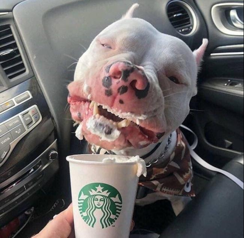 When the program "dog" failed and hung up: 15+ funny photos with pets