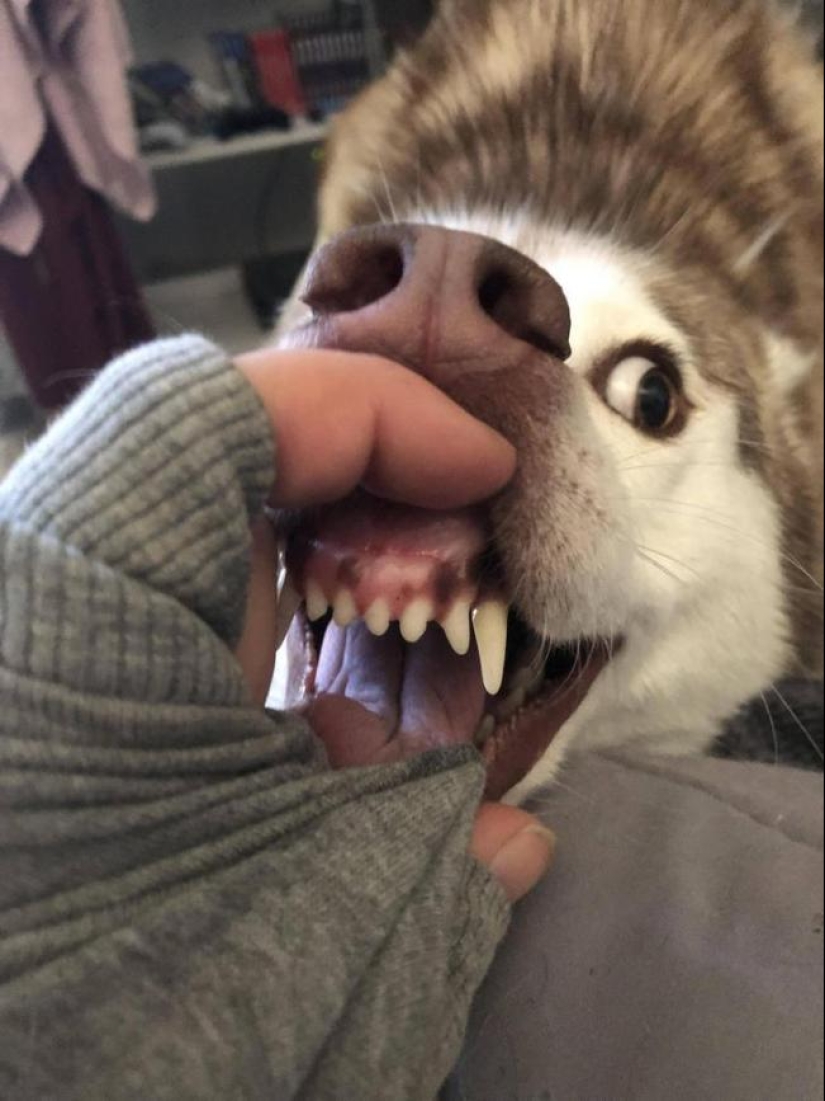 When the program "dog" failed and hung up: 15+ funny photos with pets