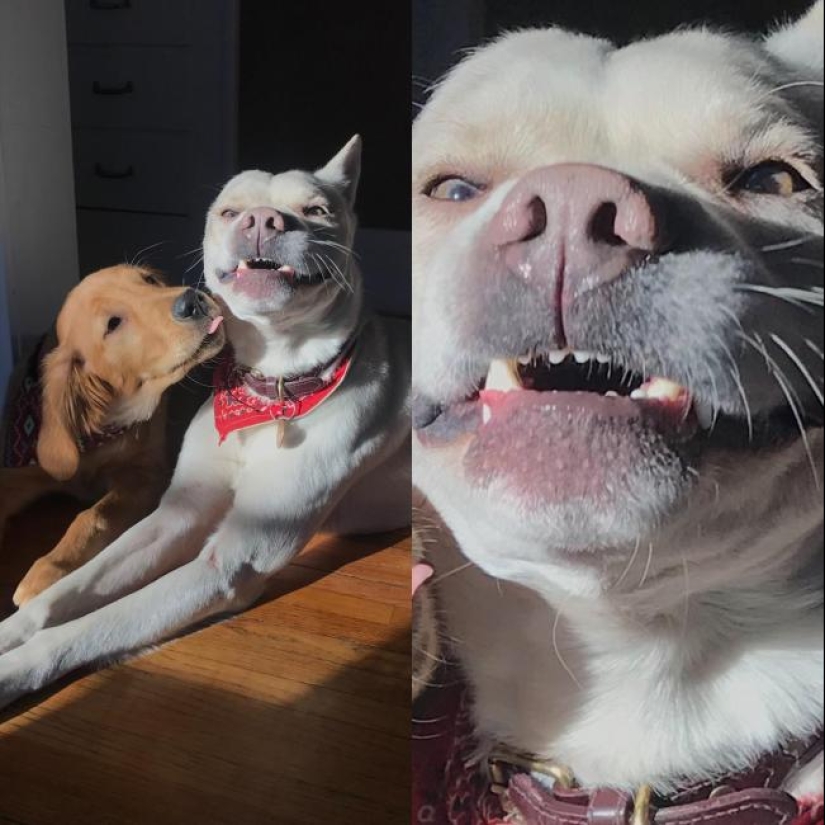 When the program "dog" failed and hung up: 15+ funny photos with pets