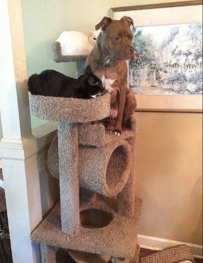 When your pet is a little bit strange: 15 of photos and gifs that accurately you laugh When your pet is a little bit strange: 15 of photos and gifs that accurately you laugh